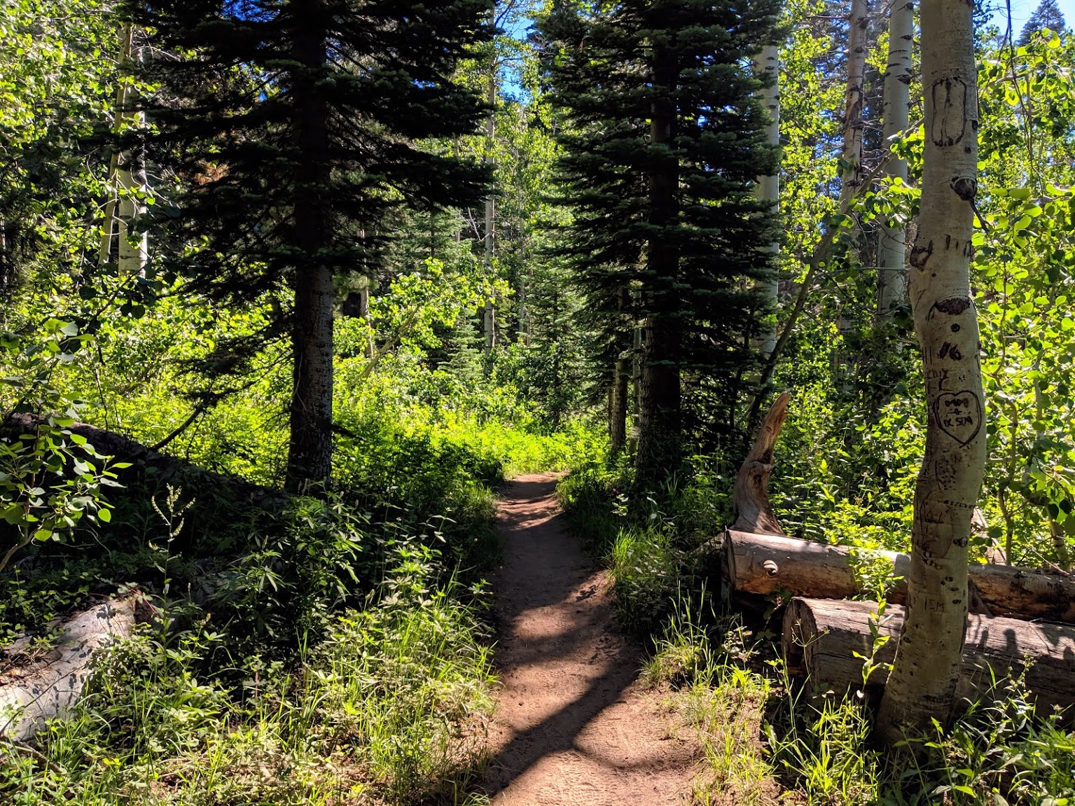 trail through green foliage