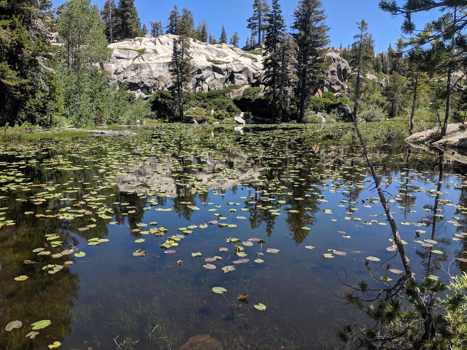 lake with lily pads