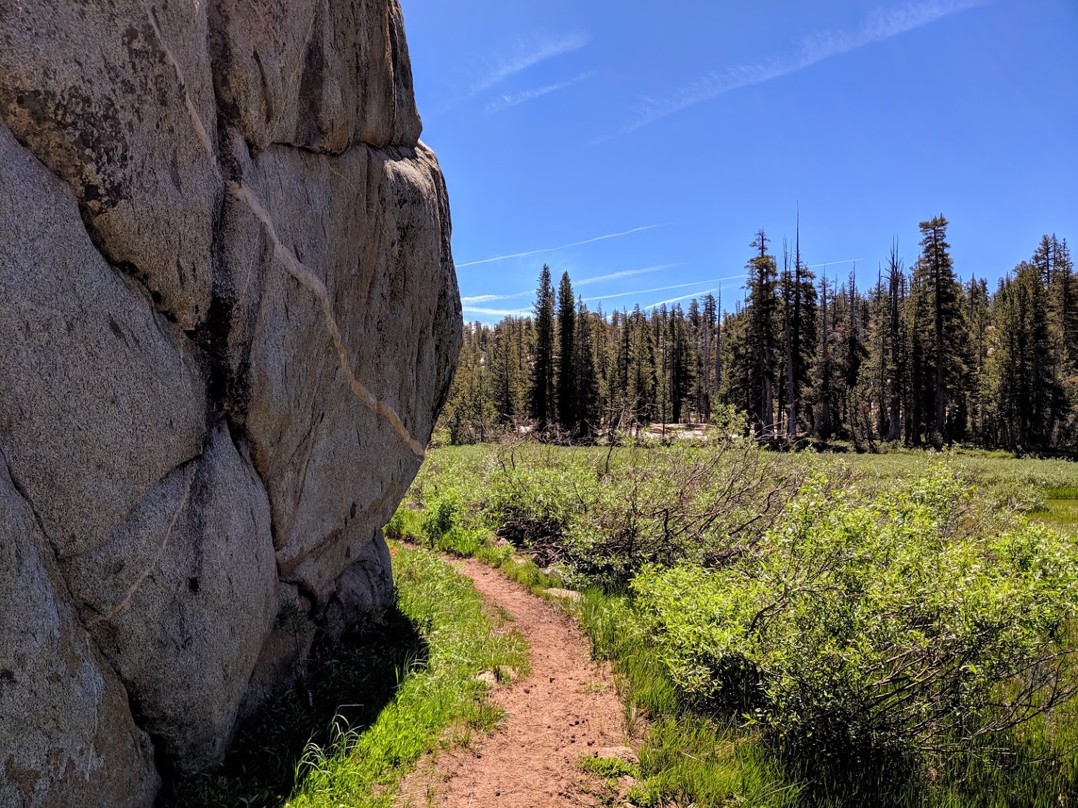 trail through green foliage